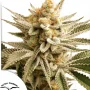 Семена конопли Lemon Z® NEW! от Dutch Passion